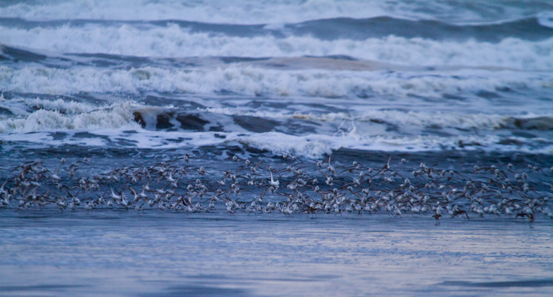 Sanderling And Dunlin In Surf